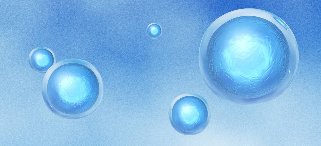 Let’s Talk Longevity: NR vs. NAD+