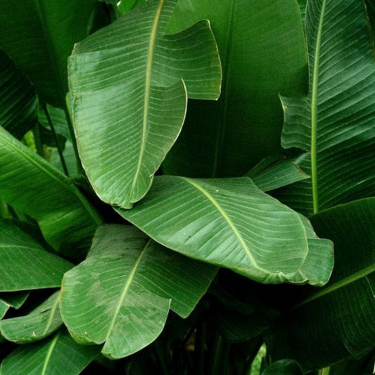 Going Green + Clean